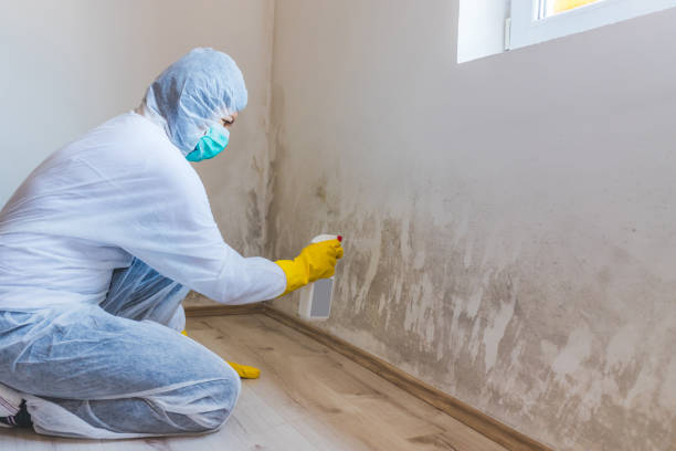 Professional mold removal team in Clinton