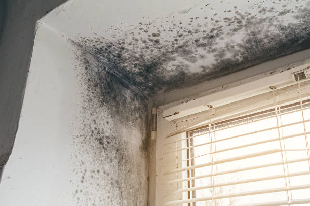 Mold Removal service in Clinton